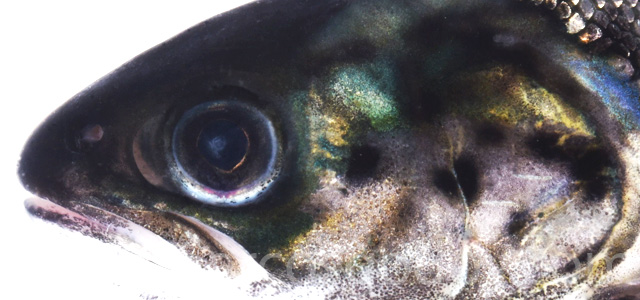 Cataract smolt fresh water VIII