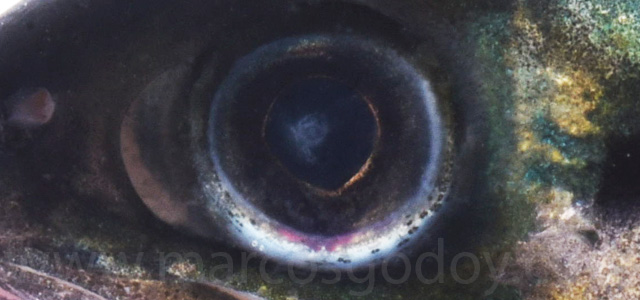 Cataract smolt fresh water VIX