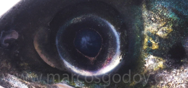 Cataract smolt fresh water XI