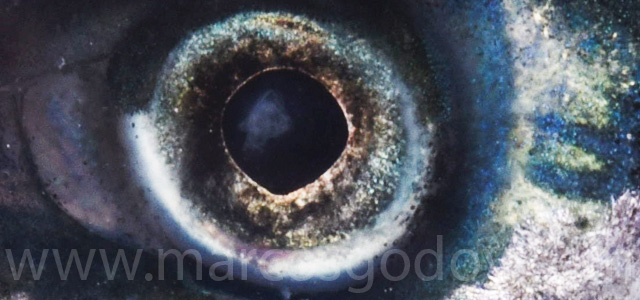 Cataract smolt fresh water XII