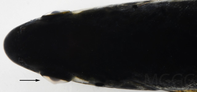 Queratotocono opacidad ocular X