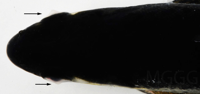 Queratotocono opacidad ocular XIII