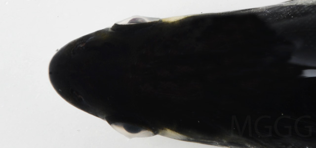 Queratotocono opacidad ocular XVI