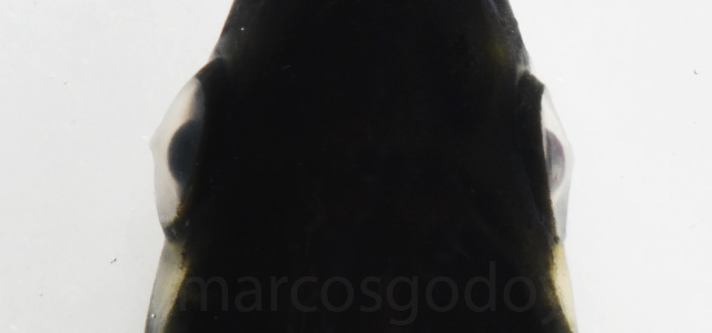 Queratotocono opacidad ocular XVII