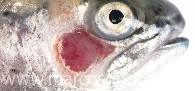 Cutaneous lesion II