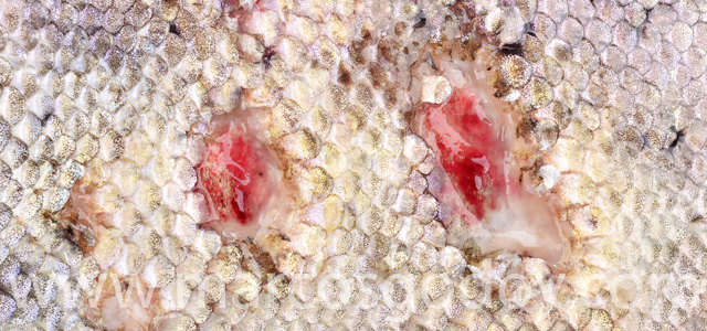 Cutaneous lesion IV