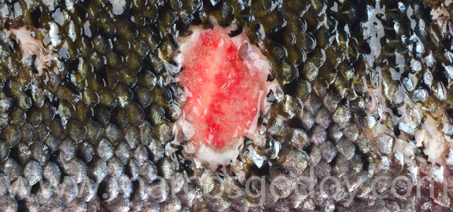 Cutaneous lesion V