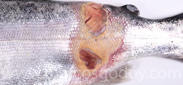 Cutaneous lesion VII