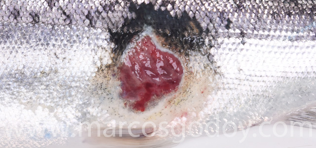 Cutaneous lesion VIIII