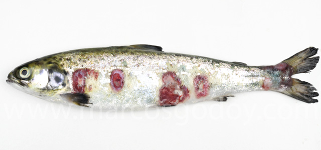Cutaneous lesion X