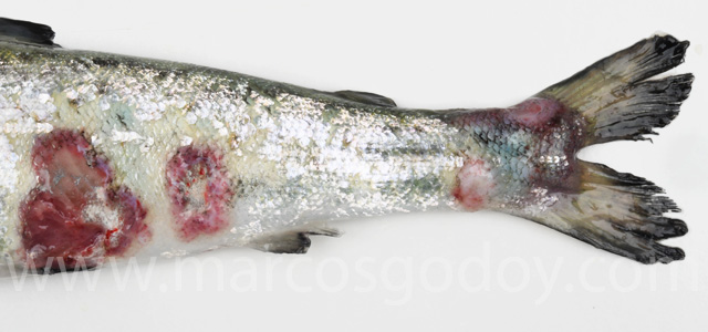 Cutaneous lesion XI