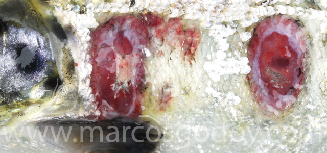 Cutaneous lesion XII
