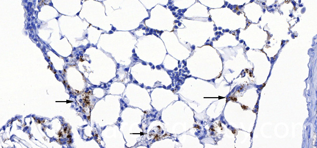 Piloric ceca IHQ IPNV III