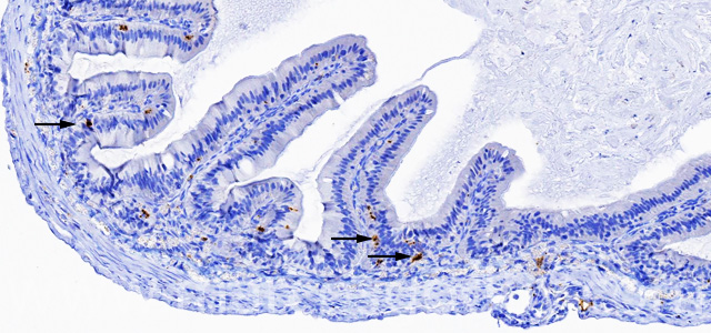 Piloric ceca IHQ IPNV VI