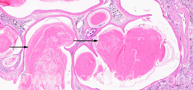 Protenacius pug III