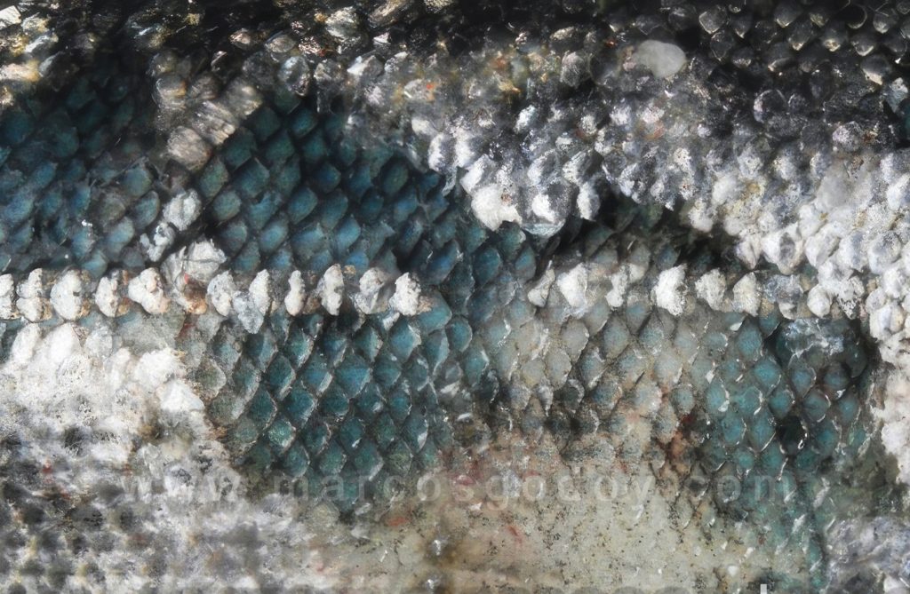 Descamación en Salmón del Atlántico (Salmo salar): patología macroscópica