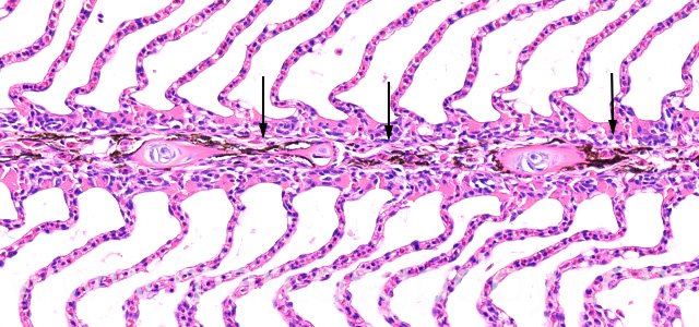 Gill melanomacrophages IX