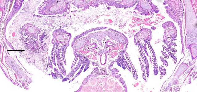 Saprolegnia gill necrosis I