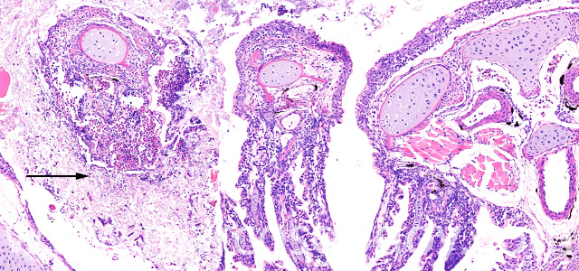 Saprolegnia gill necrosis II