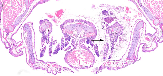 Saprolegnia gill necrosis IV