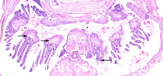 Saprolegnia gill necrosis IX