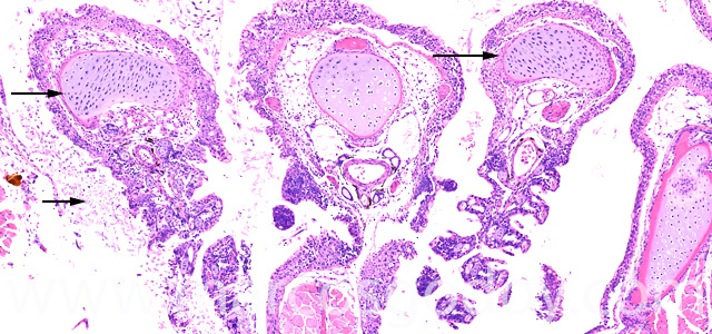 Saprolegnia gill necrosis VII