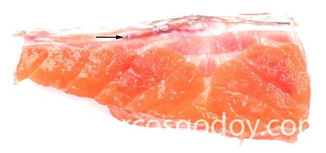 Dermatitis SRS Rainbow trout I
