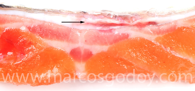 Dermatitis SRS Rainbow trout II
