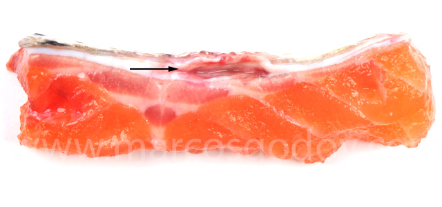 Dermatitis SRS Rainbow trout IV