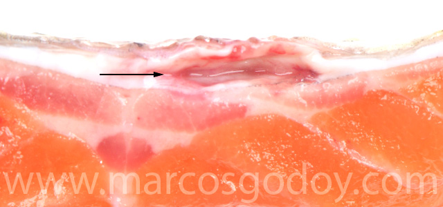 Dermatitis SRS Rainbow trout V