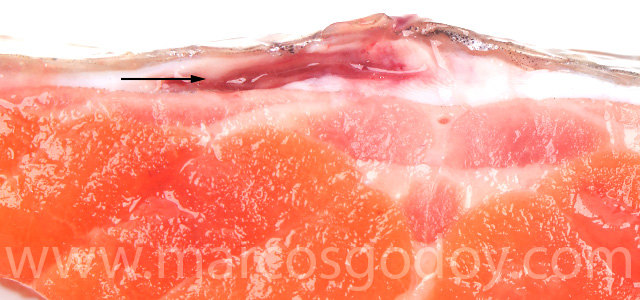 Dermatitis SRS Rainbow trout VII