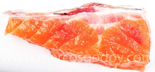Dermatitis SRS Rainbow trout VI b