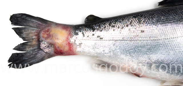 Coho salmon Flavobacterium II