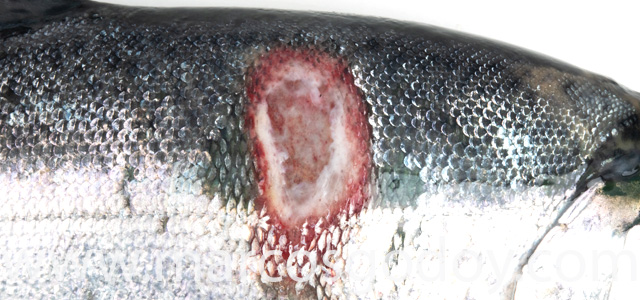 Coho salmon Flavobacterium VII