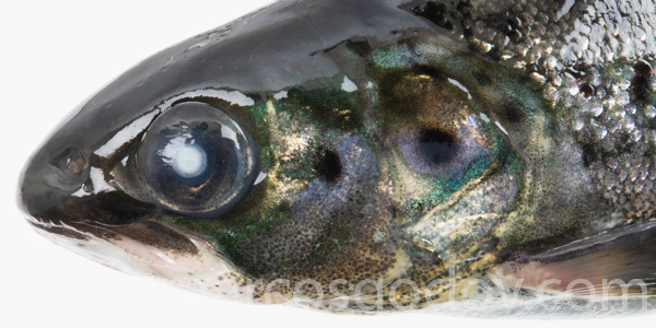 Atlantic slamon cataract smolt I