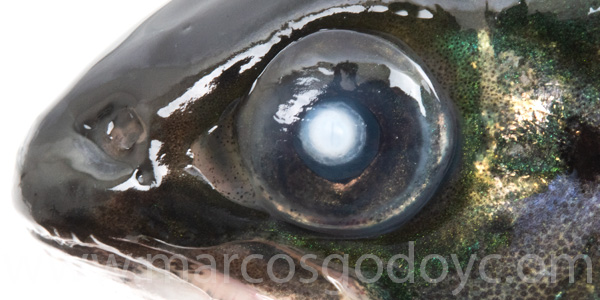 Atlantic slamon cataract smolt II