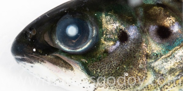 Atlantic slamon cataract smolt III