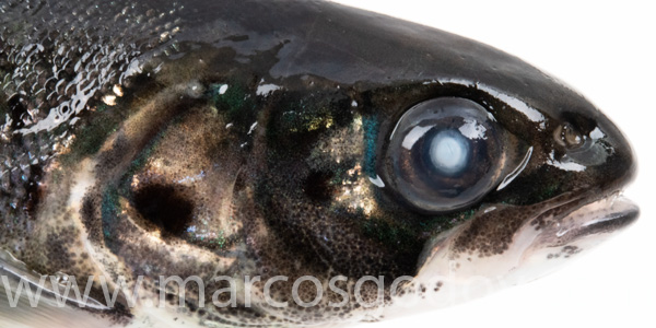 Atlantic slamon cataract smolt IV