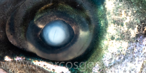 Atlantic slamon cataract smolt IX