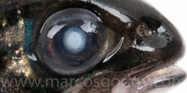 Atlantic slamon cataract smolt V