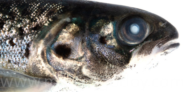 Atlantic slamon cataract smolt VI