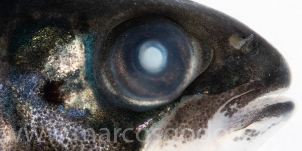 Atlantic slamon cataract smolt VII