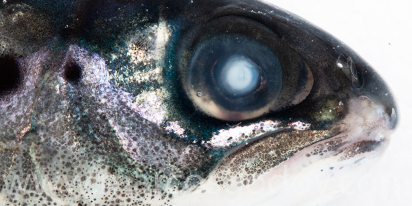 Atlantic slamon cataract smolt VIII