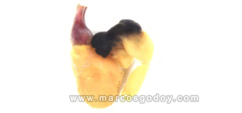 Ruptura auricular en Salmón del Atlántico (Salmo salar): patología macroscópica