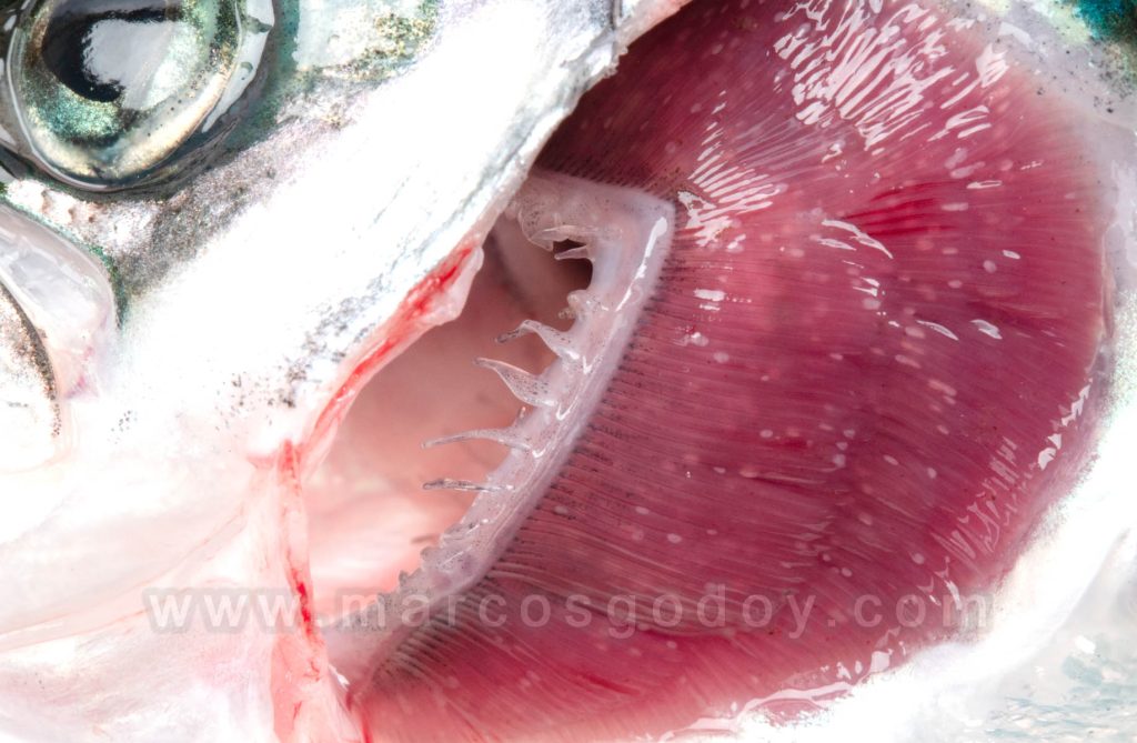 Parasitismo branquial por Ichthyophthirius multifiliis: patología macroscópica
