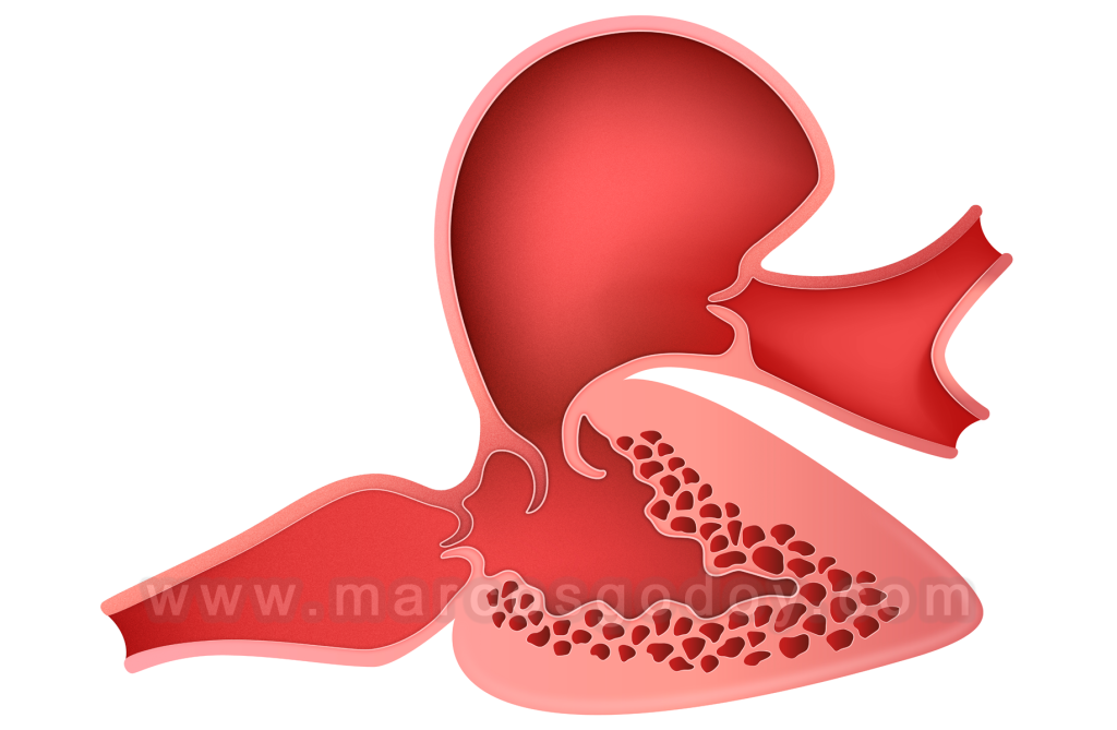 El corazón de los peces: estructura y anatomía