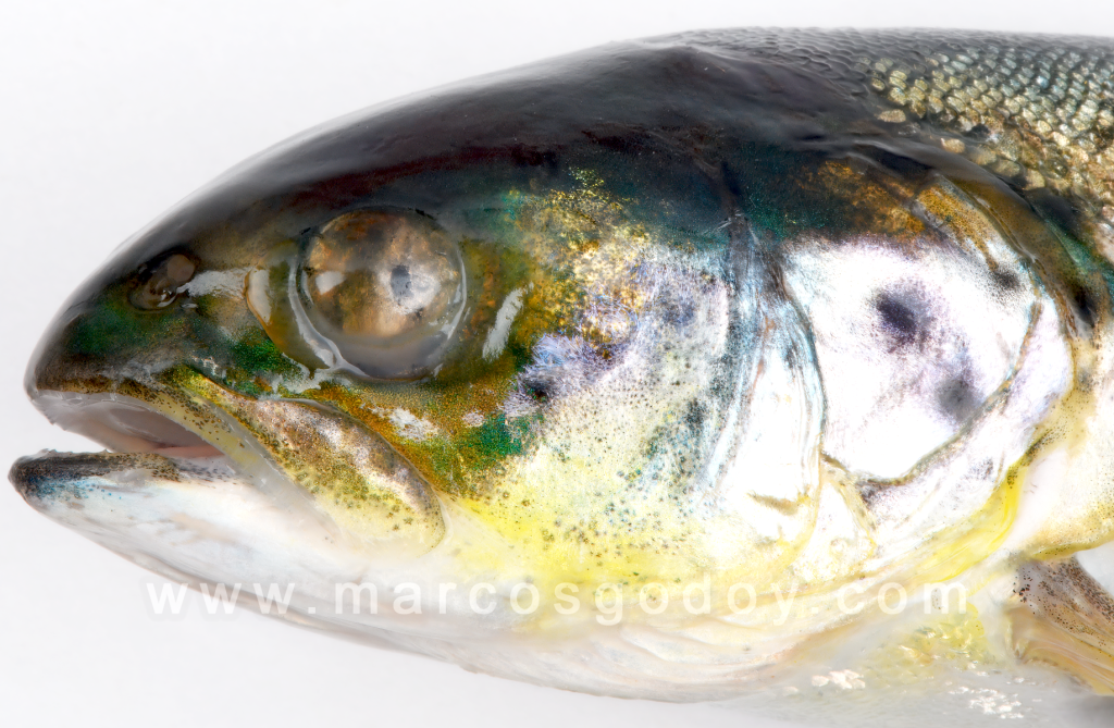 Hipoplasia del iris en Salmón del Atlántico (Salmo salar)